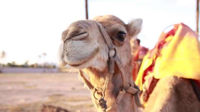 Close-up of the camel's head in the desert Concept of travel.