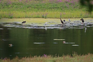 Vier Schwarzstörche (Ciconia nigra) am Edersee