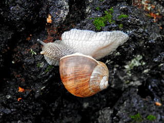 snails wandering on a tree called birch on the outskirts of the village church linden in mazovia in poland
