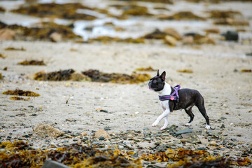 Boy and Boston Terrier on Vacation in Brittany France