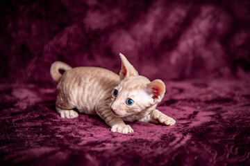 Cornish Rex kitten on a velvet, crimson background.