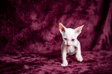 Cornish Rex kitten on a velvet, crimson background.