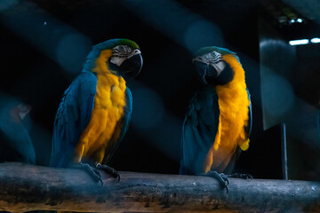 Blue Throated macaw pair looking at each other in dark bird cage