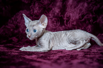 Cornish Rex kitten on a velvet, crimson background.