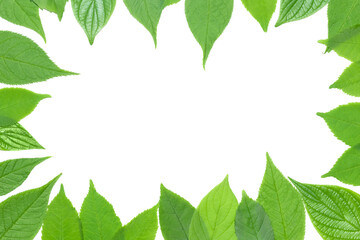 Green leaf frame on the white background. Flat lay with copy space.