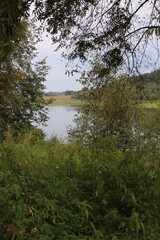 Bushes and trees by the river in summer in the village