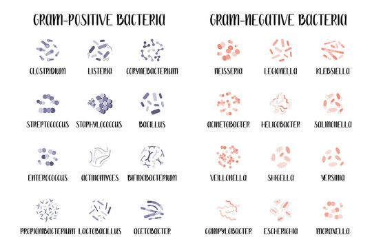 Gram-positive and gram-negative bacteria.  Bacteria classification, different genus. Morphology. Microbiology. Vector flat illustration