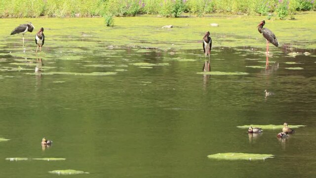  Vier Schwarzst&ouml;rche (Ciconia nigra) am Edersee