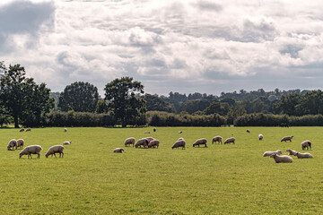 Obraz premium Sheep and lamb in the field