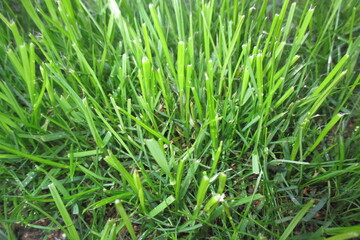 Gras 4