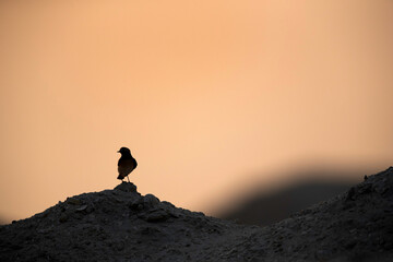 Silhouette of Pied wheatear perched on hillock at Busaiteen during sunset, Bahrain