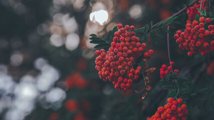 red berries on a branch