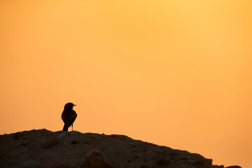 Silhouette of Pied wheatear perched on hillocks at Busaiteen during sunset, Bahrain