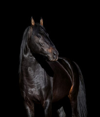 Fototapeta na wymiar Black sport horse portrait isolated on black background