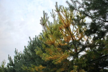 Pine branches against the summer sky