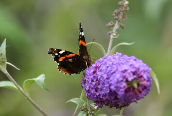 Admiral auf Schmetterlingsflieder 