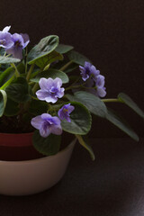 Growning and gardening of Saintpaulia inside home