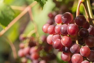 A ripe bunch of grapes on the vine. Shallow depth of field.