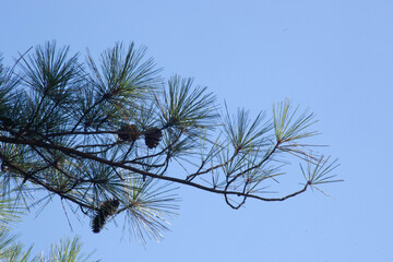 Pine Tree Branch