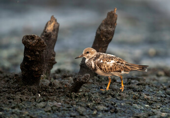 Closeup of Ruddy Turnstone feeding at Tubli bay , Bahrain