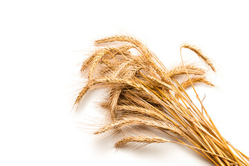 Wheat rye barley oat seeds. Whole, barley, harvest wheat sprouts. Wheat grain ear or rye spike...