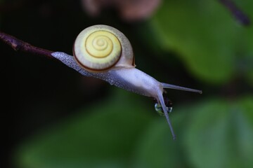 A snail close up image