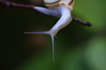 A snail close up image