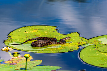 The snake is basking in the sun lying on a water lily leaf