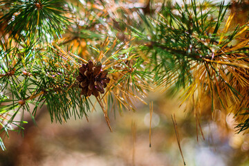 Pine cone on a pine tree, needles falling. Early autumn. Close up