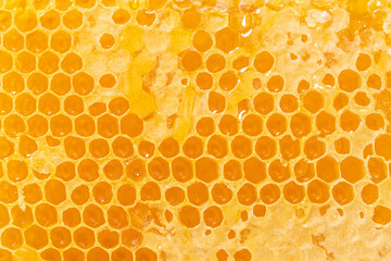 Background texture and pattern of a section of wax honeycomb from a bee hive filled with golden...