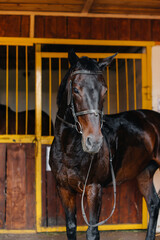 Thoroughbred stallion close-up in the stable at the ranch. Animal husbandry and breeding of...