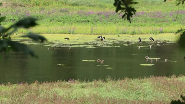 F&uuml;nf Schwarzst&ouml;rche (Ciconia nigra) am Edersee