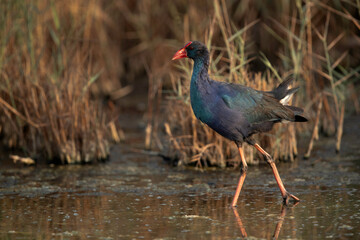 Grey-headed Swamphen at Asker marsh, Bahrain