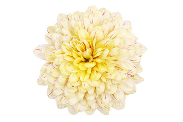 Yellow Chrysanthemum Flower Isolated on White Background