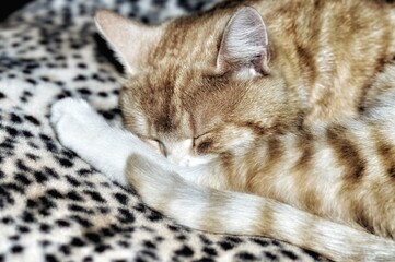 Portrait of an adorable young ginger cat sleeping on soft leopard print blanket 