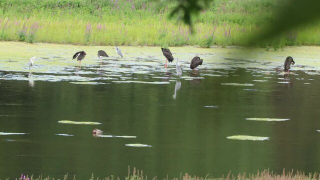 F&uuml;nf Schwarzst&ouml;rche (Ciconia nigra) am Edersee