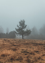 Winter im Schwarzwald Hochmoor