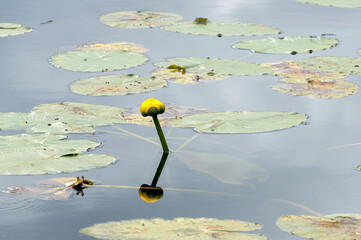 Water lily blossom rises above the lake surface