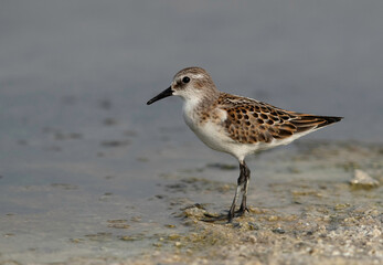 Closeup of a Sanderling at Asker marsh, Bahrain