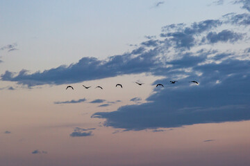 Geese in Flight
