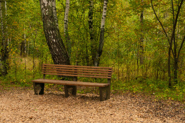 Wooden bench in the park in autumn