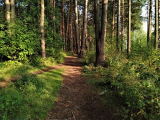 path in the forest