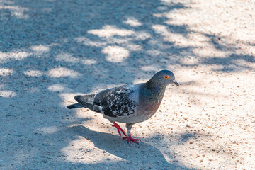Pigeon on the ground in the park on a sunny day