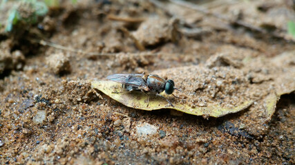 Eumerus  fly
