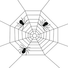 Obraz premium Three spiders on the web