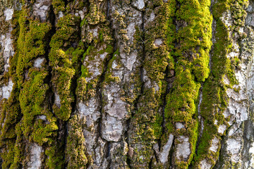 Close up view of oak tree bark covered with green moss. Abstract textured background. Copy space for your text and decorations.
