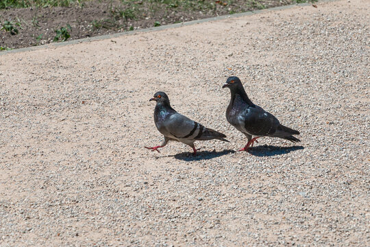 Pair of walking pigeons on the ground in the park on a sunny day