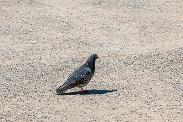 Pigeon on the ground in the park on a sunny day