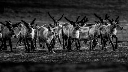 herd of reindeers in the wild