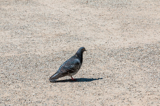 Pigeon on the ground in the park on a sunny day